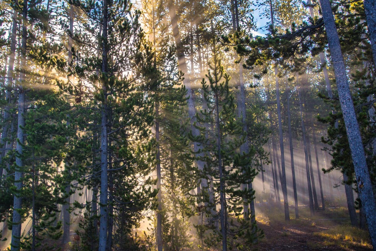 More Than Mere Trees